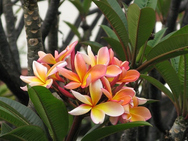 zonne Buiten adem hybride Bijzondere bloemen van kamerplanten - Onszaden