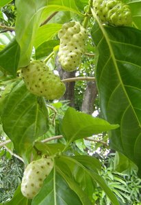 Morinda Citrifolia Noni 10 Zaden Onszaden