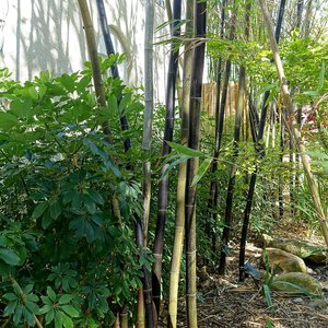 Bambusa - zwarte bamboe - 20 - Onszaden