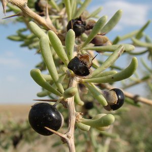 Zwarte gojibes (Lycium ruthenicum) - 20 zaden Onszaden